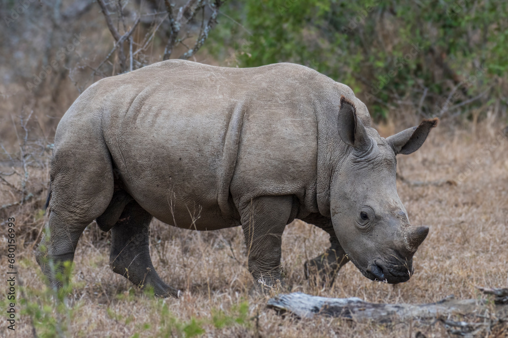 Fototapeta premium rhino in the wild