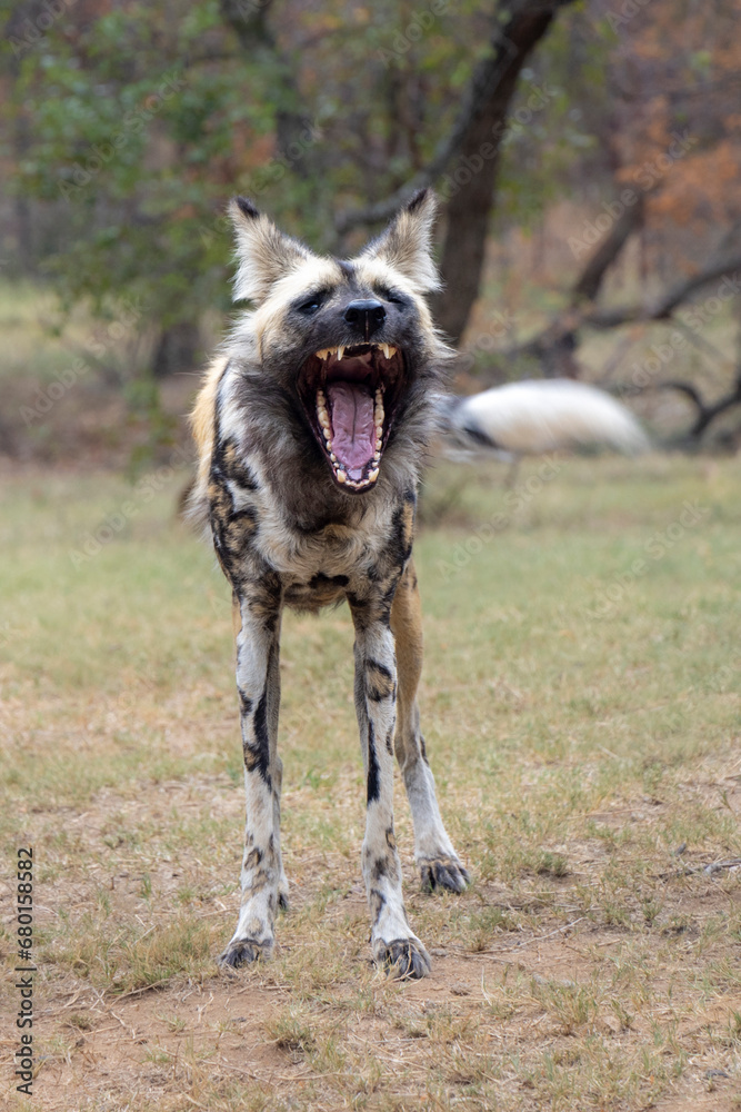Drohender Wildhund in der Frontale Drohender Wildhund in der Frontale
