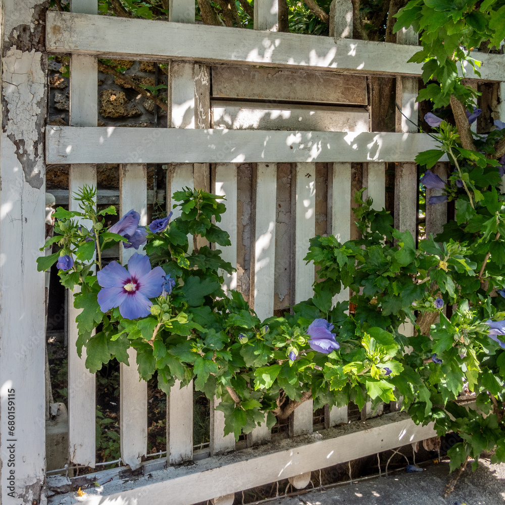 A blue clematis plant full of flowers in Paris