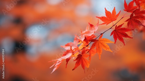 Wet maple leaves in fall colors against soft background. Natures seasonal transition.