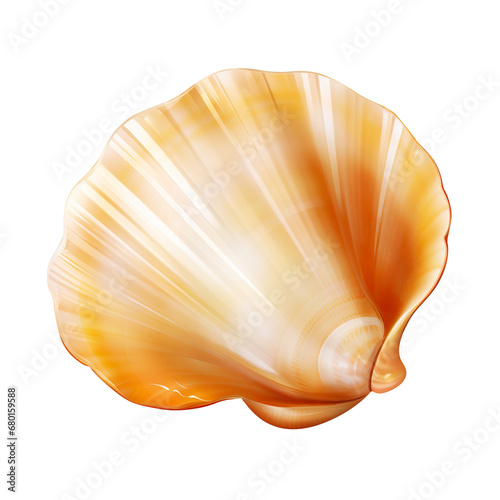 seashell isolated on transparent background photo