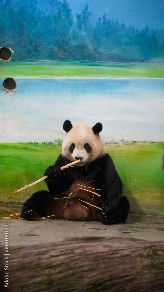 Fototapeta premium Panda miś niedźwiedź w taipei zoo