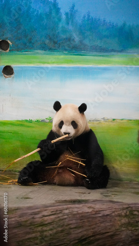 Panda miś niedźwiedź w taipei zoo