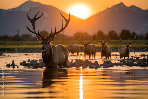 Silhouette of a deer with antlers at sunset reflecting in water.