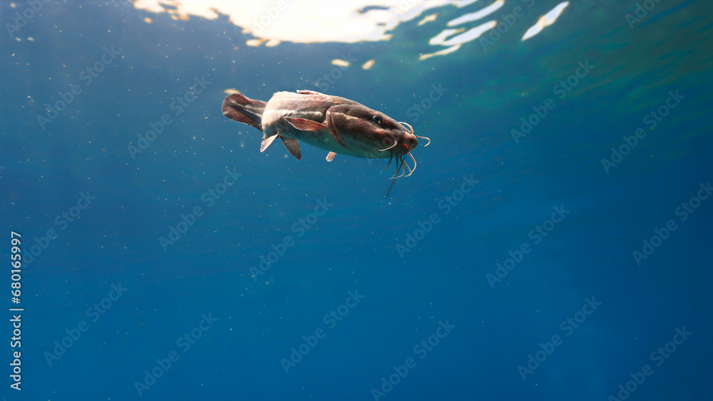 Fototapeta premium Underwater and close up photo of a curious catfish. From a scuba dive.