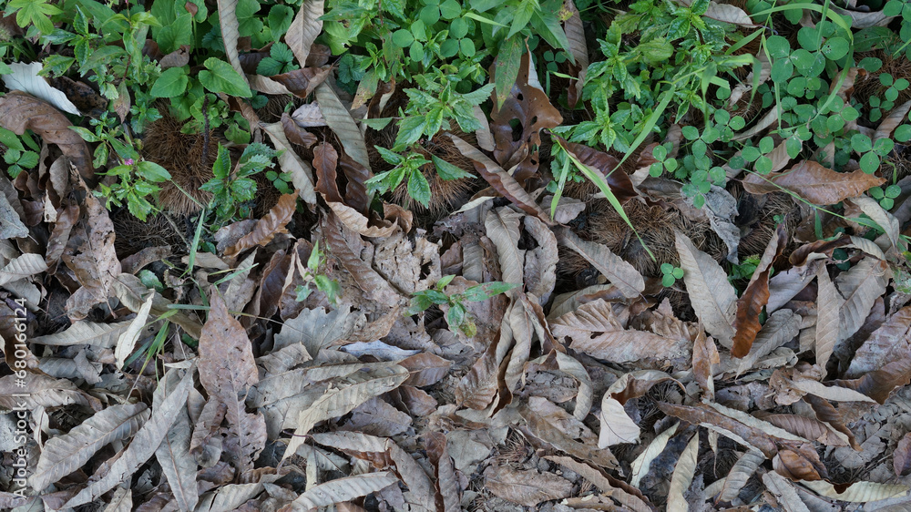 fallen leaves & chestnut & plant fallen leaves & chestnut & plant