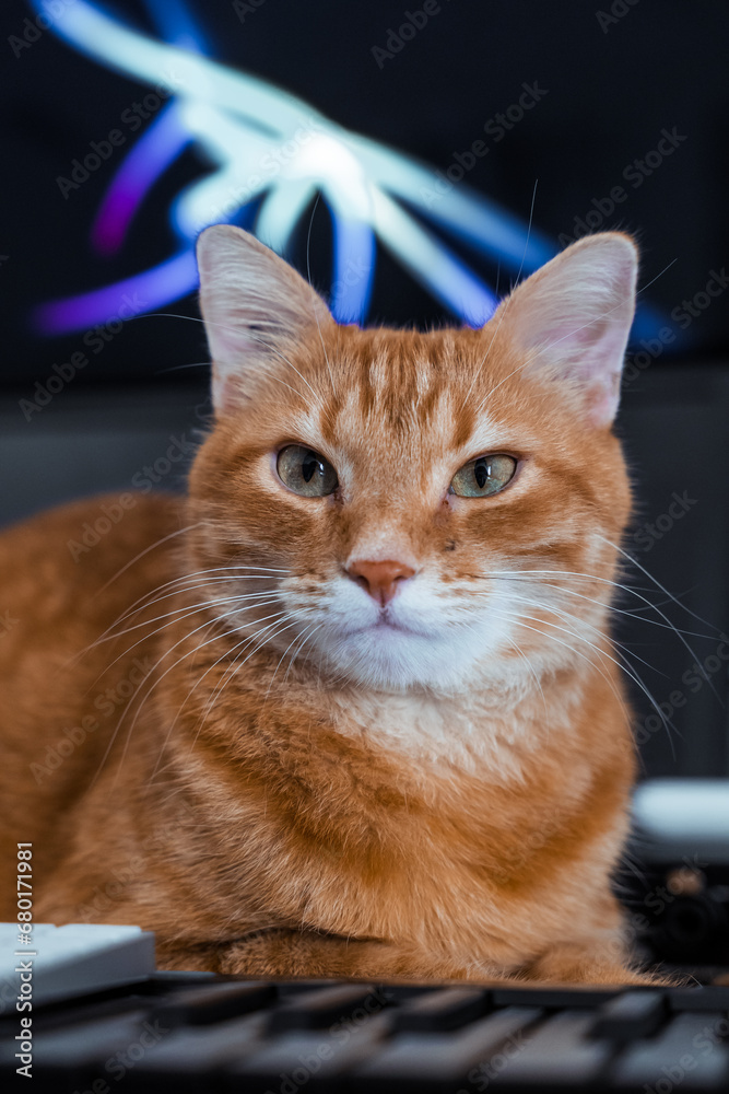A cat's poise juxtaposed with abstract neon shapes. A cat's poise juxtaposed with abstract neon shapes.