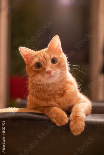 Soft-lit portrait of a curious orange cat.