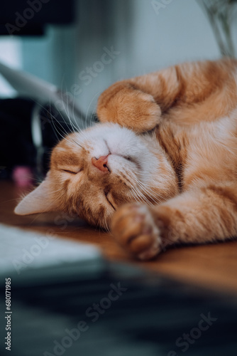 Fototapeta Naklejka Na Ścianę i Meble -  Home comfort as cat dreams away