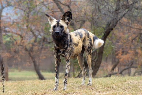 Ein Wildhund in der Seitenansicht