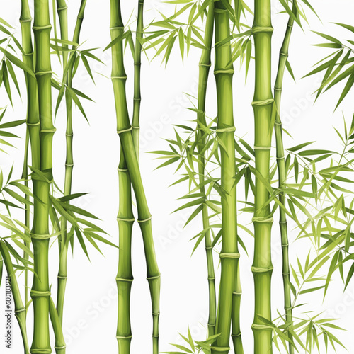 Bamboo Isolated 