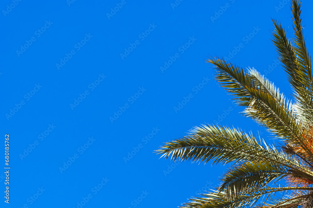 green palm tree isolated on blue sky background.beautiful summer landscape with place for inscriptio green palm tree isolated on blue sky background.beautiful summer landscape with place for inscriptio