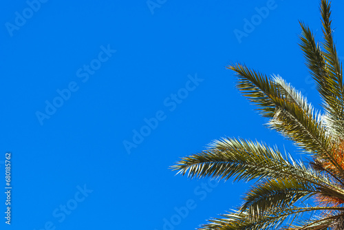 green palm tree isolated on blue sky background.beautiful summer landscape with place for inscriptio