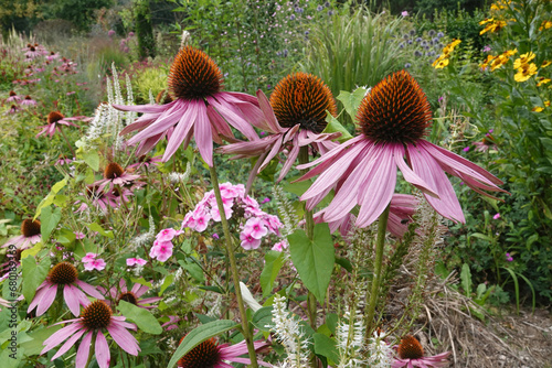 Closeup on a cluster of beautiful pink eastern purple coneflowers, Echinacea purpurea , flowering in the garden photo