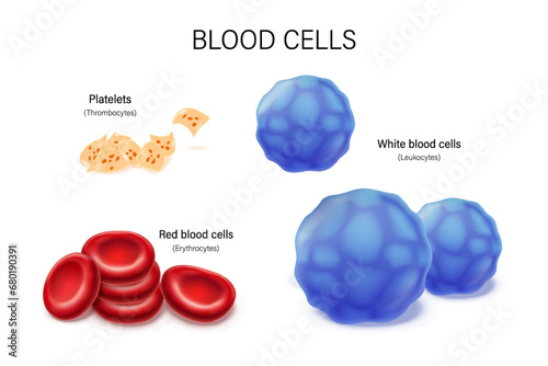 Blood cells vector. Red blood cells, White blood cells and Platelets. Erythrocytes. Leukocytes. Thrombocytes. Blood cell symbols for education, science and medicine.