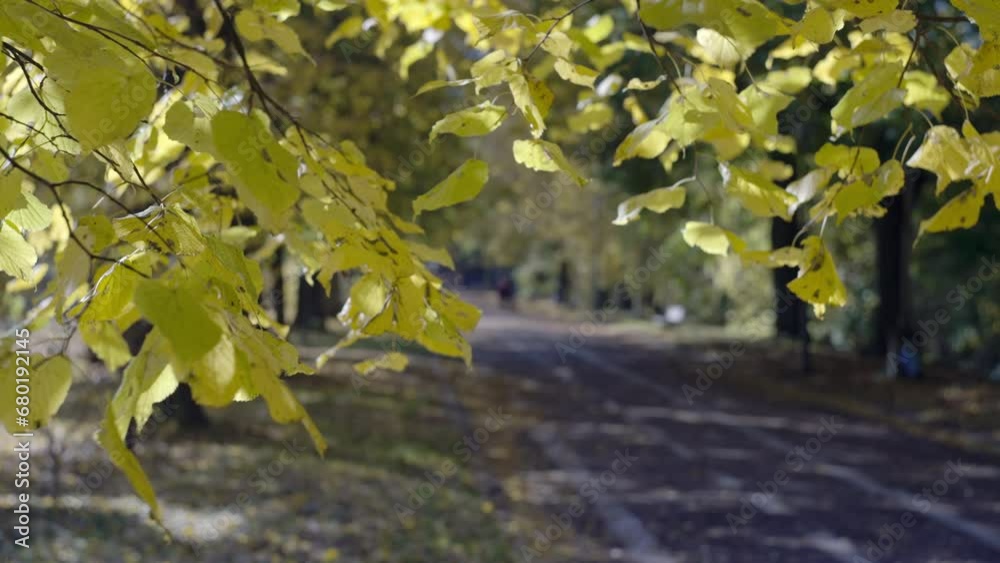 Autumn park nature background video with yellow leaves. The state of nature of the orange season. High quality 4k footage