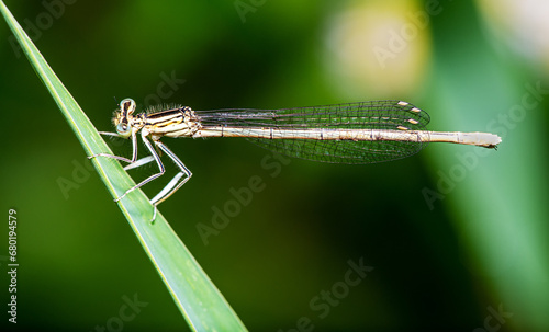 close-up view of a damselfly in natural environment. Sample of macrophotography.