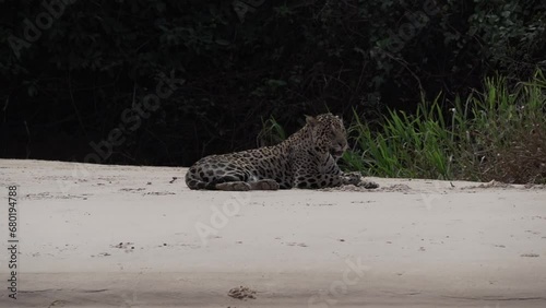 injured male Jaguar, Panthera onca, a big solitary cat native to the Americas, lying on a river bank of the Pantanl, the biggest swamp area of the world, near the Transpantaneira, Porto Jofre Brazil. photo