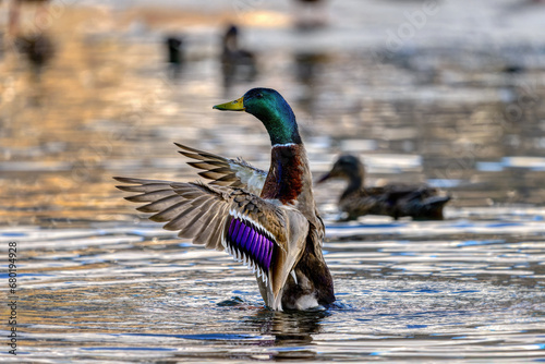 duck on the water. a gorgeous drake flapping his wings. wildlife photography. 