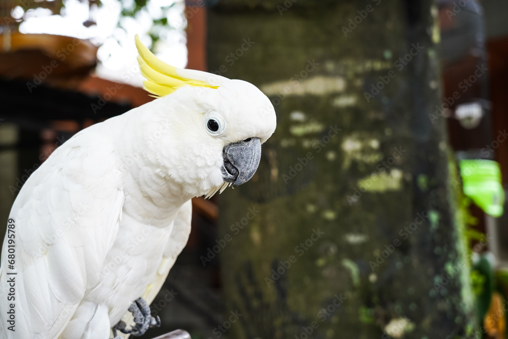 beautiful withe cockatoo, white parrots,