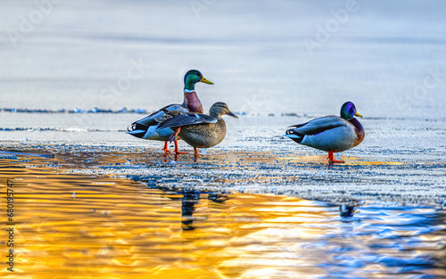 ducks on ice in the warm light of the late wintersun