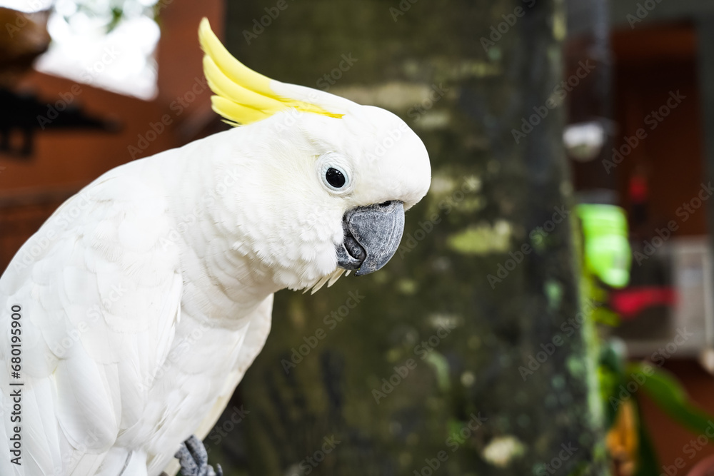 beautiful withe cockatoo, white parrots, beautiful withe cockatoo, white parrots,