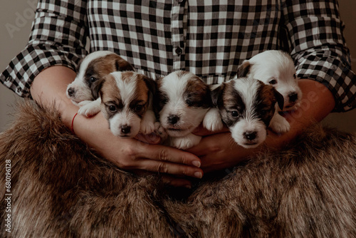 Newborn puppies with brown muzzles on human hands photo