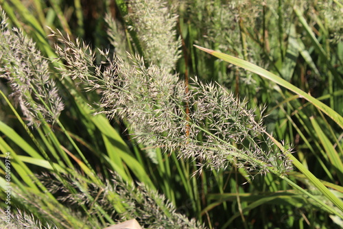 close up of grass
