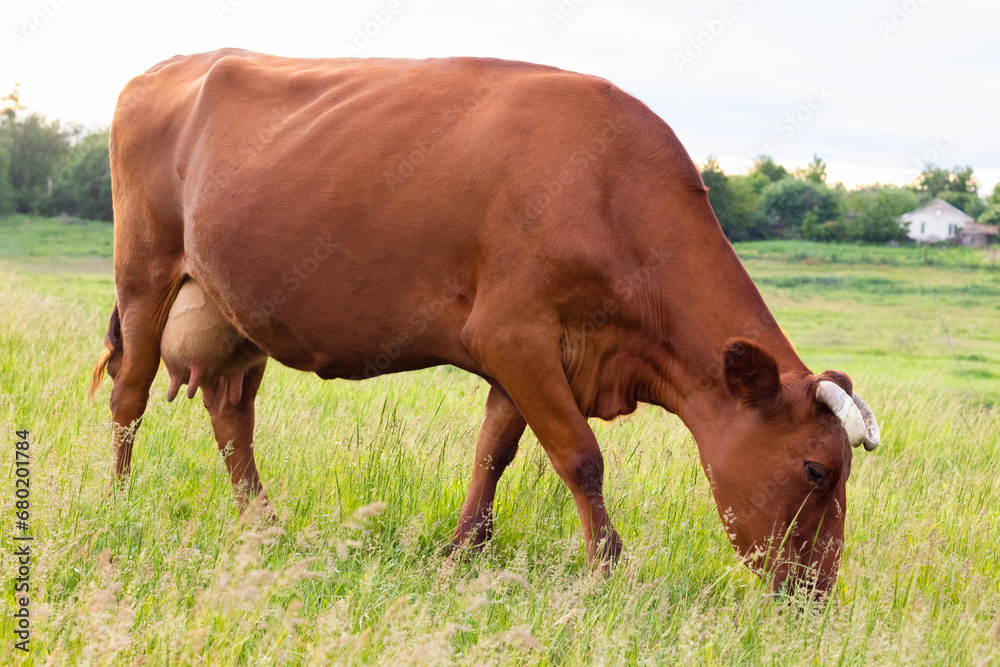 A red cow eats grass in the steppe with its full-length side
