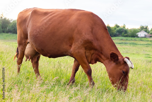 A red cow eats grass in the steppe with its full-length side © Kateryna