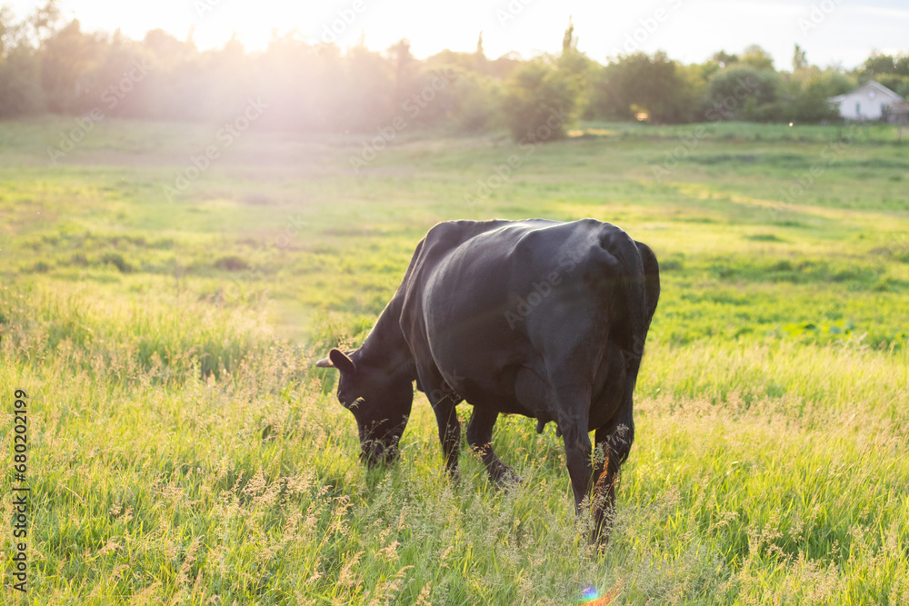 A black cow eats grass and turns its back to the camera, illuminated by sunlight