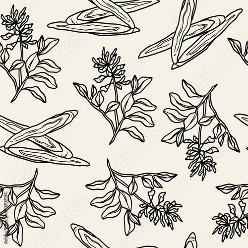 Line art Chinese liquorice or Glycyrrhiza uralensis background photo