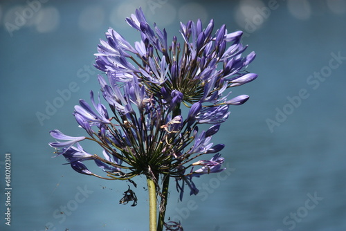 Violet bloom