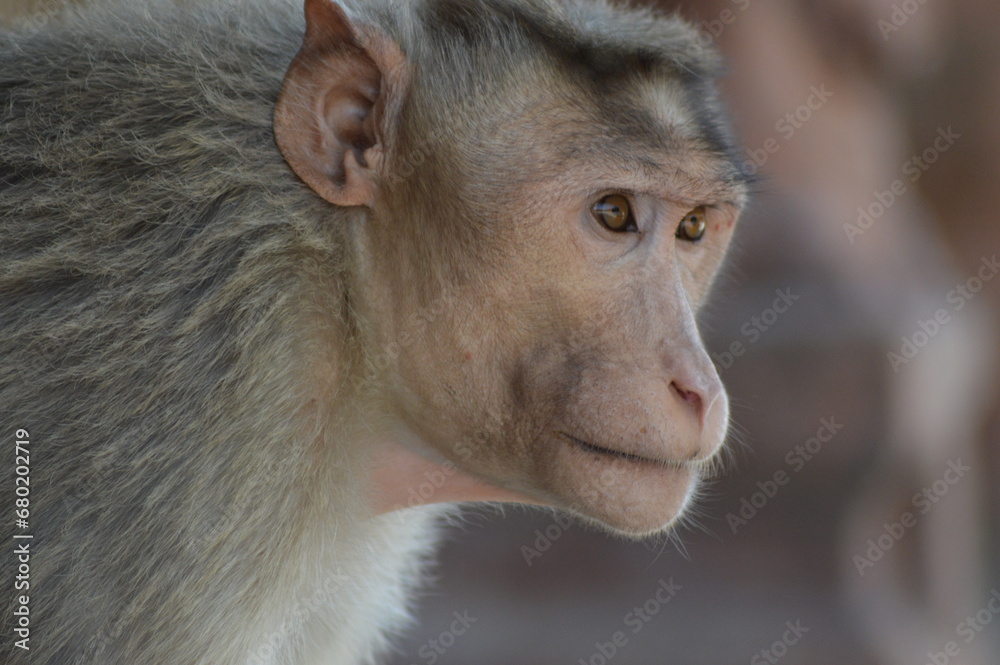 close up portrait of a baboon close up portrait of a baboon