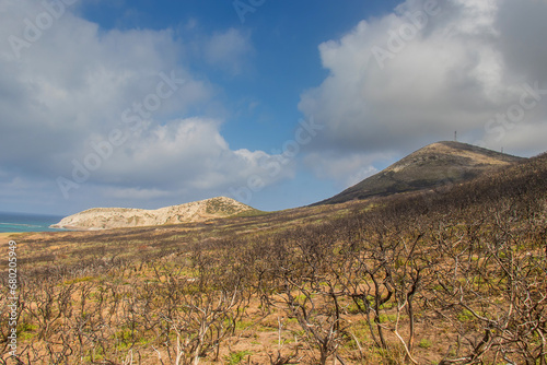 Leafless Trees Amidst the Mountain Landscape