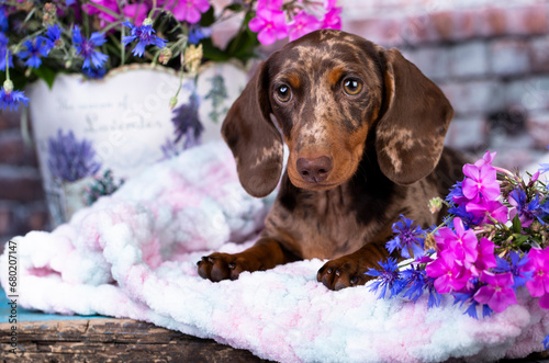 Dog dachshund puppy , dog brovn tan merle color, portrait photo