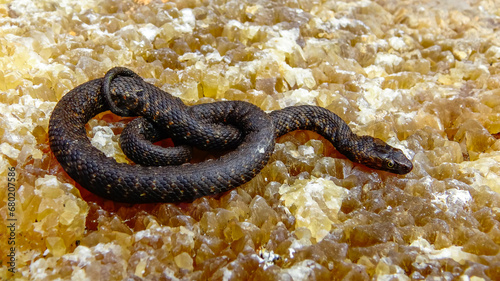 The dice snake (Natrix tessellata), rare black form - melanistic water snake on the Black Sea coast in Bulgaria