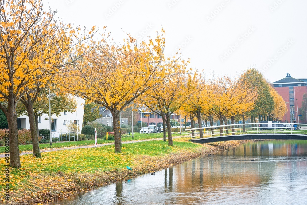 Row of ornamental cherries with golden leaves along a canal with bridge in a Dutch village Row of ornamental cherries with golden leaves along a canal with bridge in a Dutch village