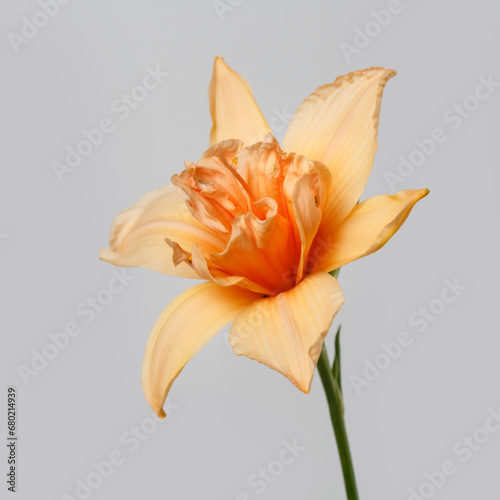 Bright orange daylily flower isolated on gray background.