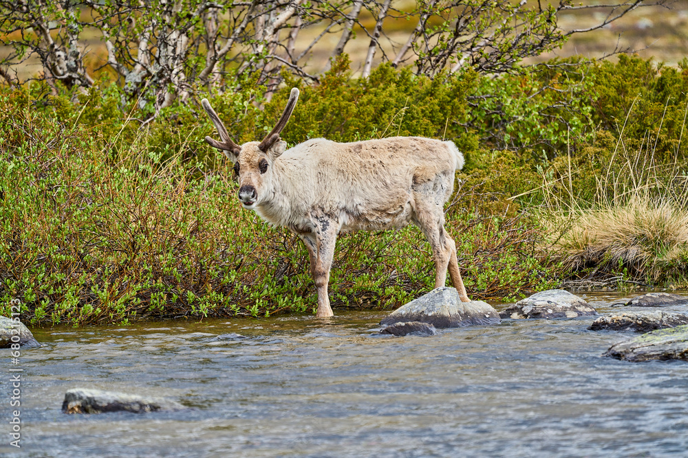 Fototapeta premium European Reindeer, Rangifer tarandus, also Caribou.