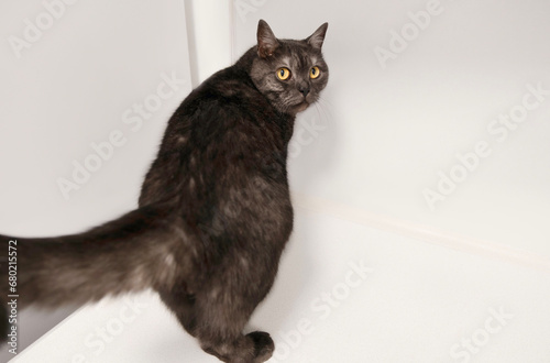 brown cat with yellow eyes on a white background