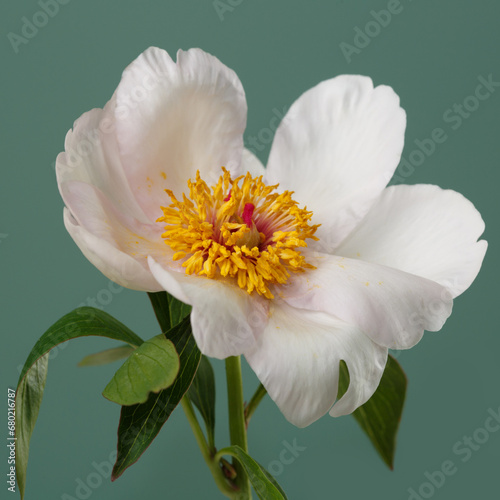 Elegant white simple shape peony flower isolated on green background.