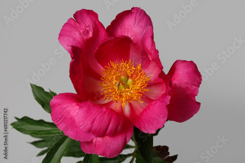 Pink peony flower with yellow center isolated on gray background.