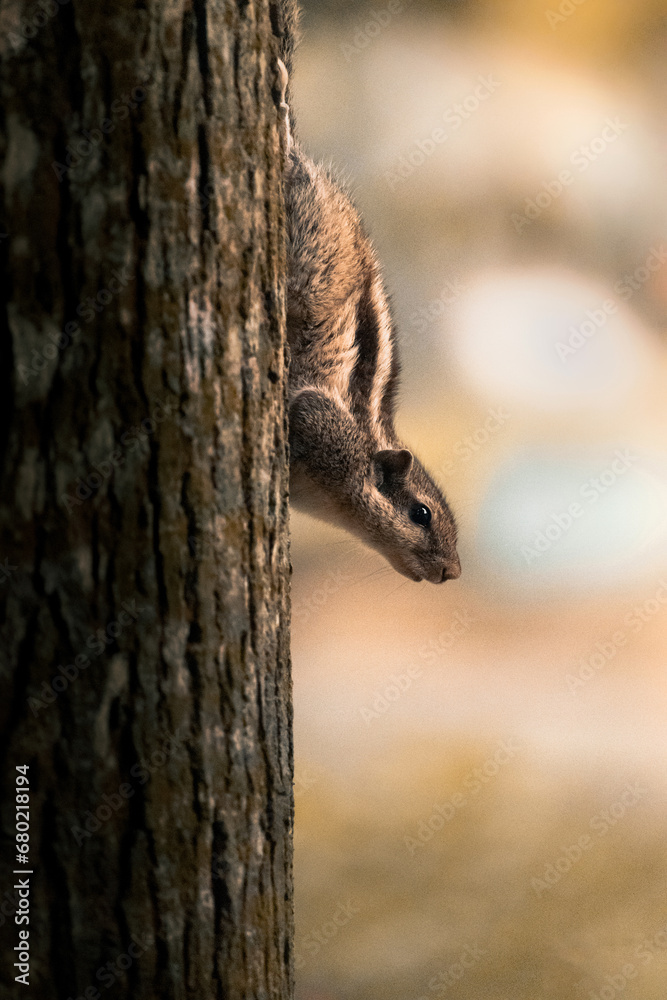 Curious squirrel Curious squirrel