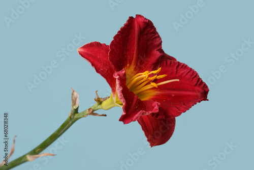 Elegant bright red daylily flower isolated on blue background.