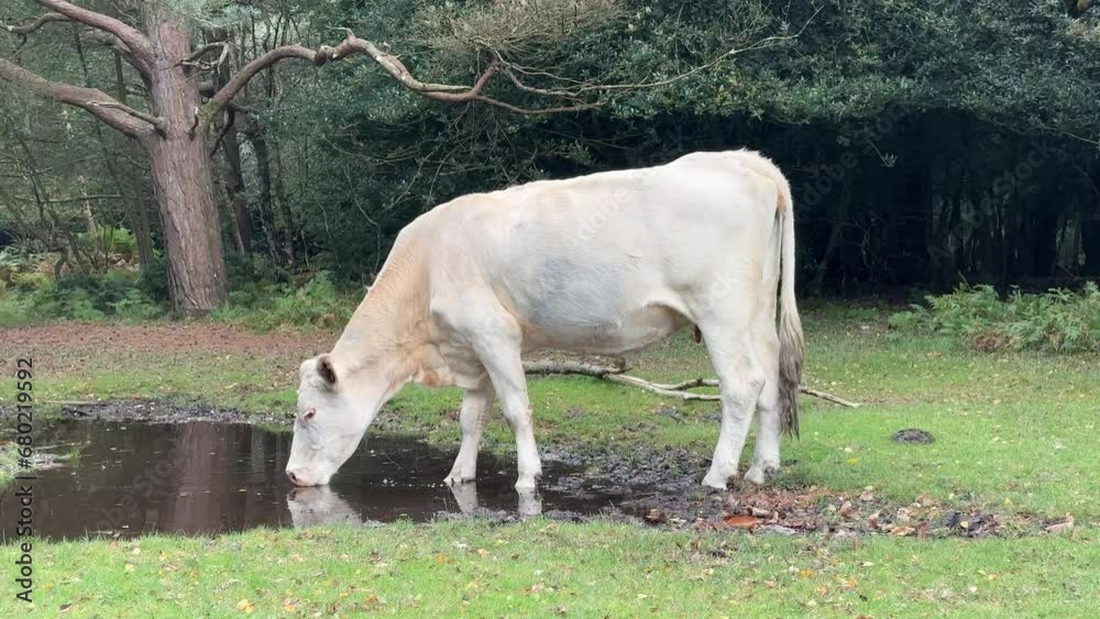 A white cow drinks water from a puddle. A white cow drinks water from a puddle.