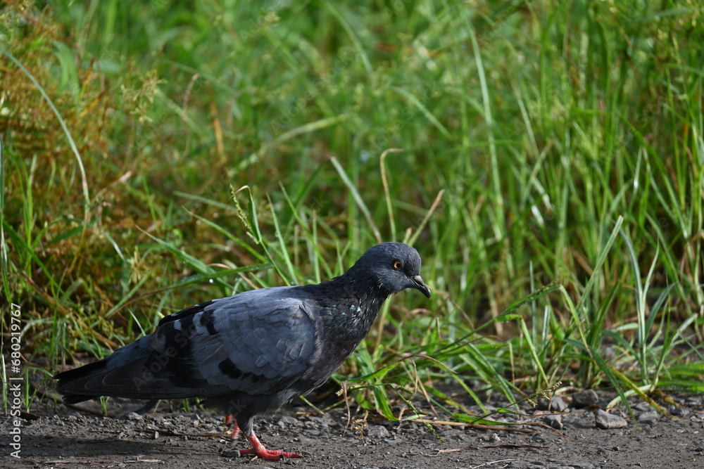 A rock pigeon is seen in the road side of a field walking on the ground A rock pigeon is seen in the road side of a field walking on the ground