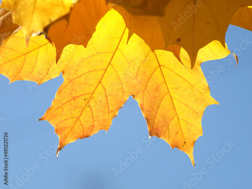 Golden maple leaf against a sunny blue sky in warm autumn