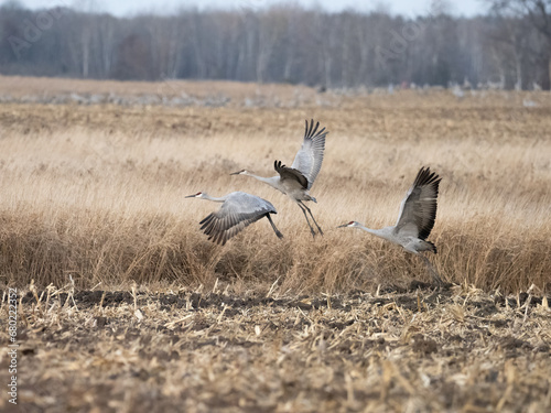 a small flock of sandhill cranes flying across harvested corn fields during migration while staging in Minnesota © David Halgrimson