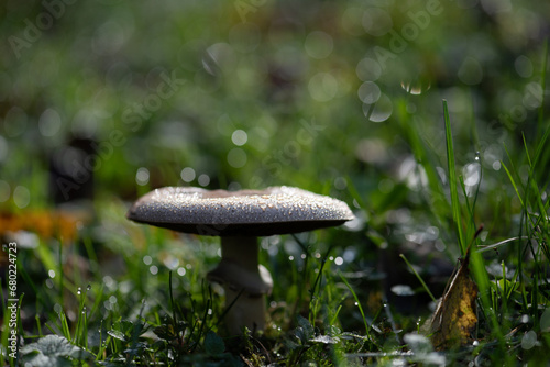 mushroom in the grass with morning dew. shallow depth of field 